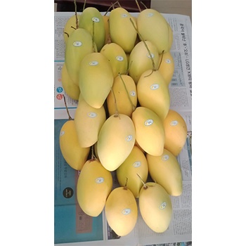 Xoài cát hòa lộc Hòn Đất - Kiên Giang